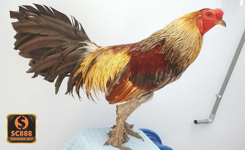 Đá Gà Thomo - Nguồn gốc và sức hút của hình thức thi đấu Thomo Đá Gà Thomo - Nguồn gốc và sức hút của hình thức thi đấu Thomo