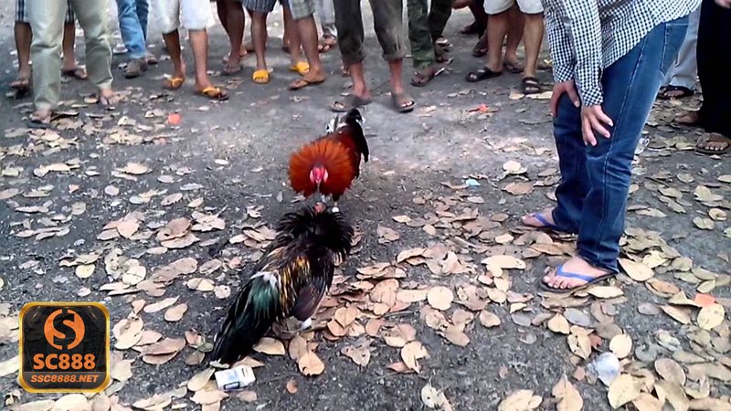 Đá gà SC888 - Đá gà SC888 có gì nổi bật khi trải nghiệm thực tế? Đá gà SC888 - Đá gà SC888 có gì nổi bật khi trải nghiệm thực tế?