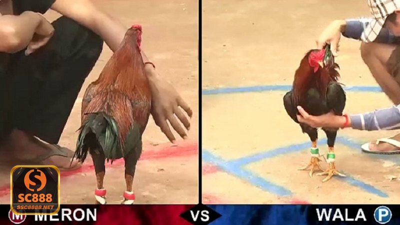 Đá Gà Thomo - Cựa dao, cựa sắt và cựa tròn khác nhau thế nào Đá Gà Thomo - Cựa dao, cựa sắt và cựa tròn khác nhau thế nào